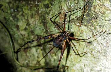Tropical Bush Cricket (Pseudophyllinae sp.) resting on tree trunk at night in rainforest, Costa Rica