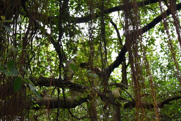 Kuala Lumpur Bird Park is a 8.5 ha public aviary in the Malaysian capital of Kuala Lumpur. It is one of the world's largest covered bird parks. The park houses more than 3,000 birds.