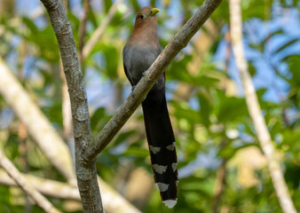 Squirrel Cuckoo (Piaya cayana) perched on slender tree branch in tropical canopy, Costa Rica