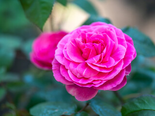 Large pink rose in spring