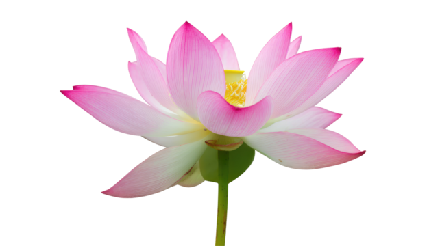 A single pink lotus flower with a yellow center on a green stem against a black background is displayed on transparent background