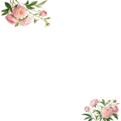 Pink Peonies Botanical isolated PNG or Transparency Background