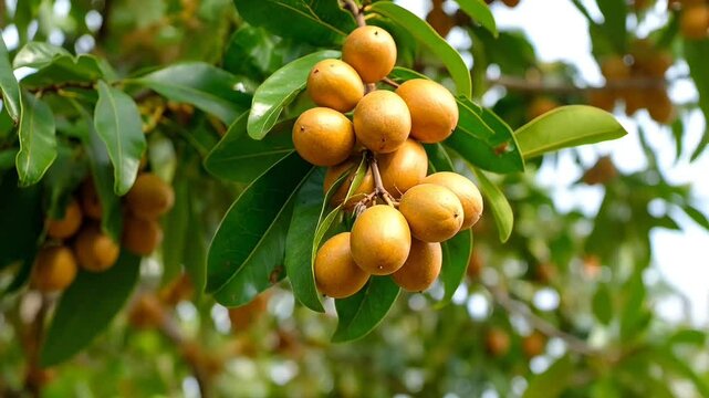 Fresh jojoba fruits. Suitable for marketing or business purposes