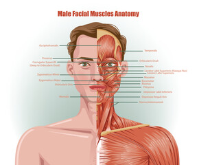 Male facial muscles anatomy. Half of her face dissected.	