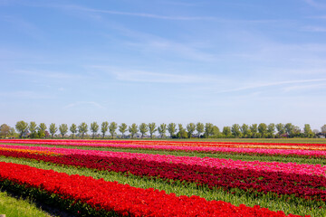 Selective focus of row or line multicolor tulip flowers on the field in countryside farm, Tulips are plants of the genus Tulipa, Spring-blooming perennial herbaceous bulbiferous geophytes, Netherlands