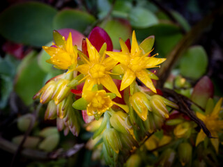 Fiori di Liguria