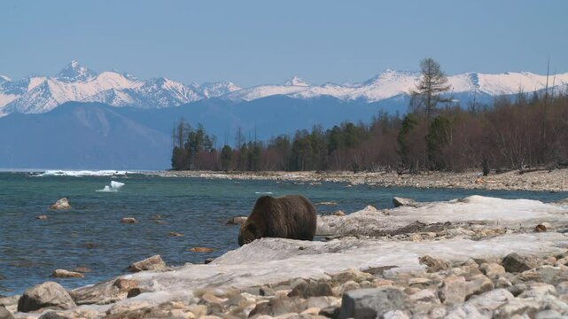 lone wild brown bear walkss along lakeshore at backdrop of snow-capped mountains