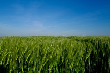 green wheat field with blue sky and wind generators