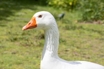 White goose enjoying parque da paz in almada, portugal