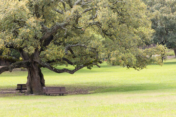 Benches Resting Under Majestic Oak