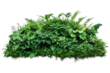 Isolated green bush