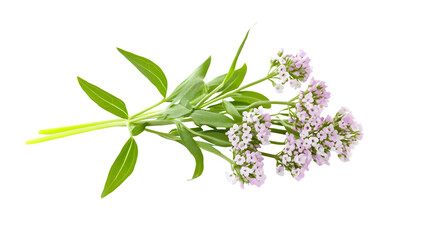 Fresh Valerian Herb Flower Sprigs Isolated on White Background