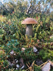 Wild mushrooms growing in forest under natural light