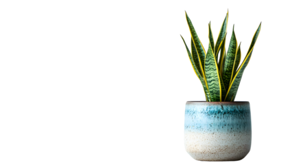 Stunning Snake Plant in Ceramic Pot Isolated on White Background