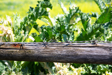 A barbed wire fence is enclosing a field that is filled with lettuce