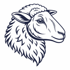 vector illustration of a sheep