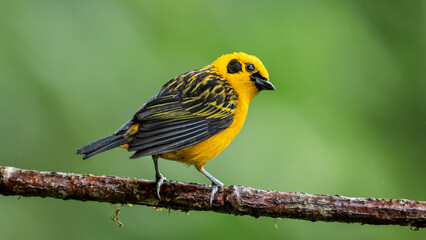 In equatorial forests, the Golden tanager is a species of bird in the family Thraupidae.
