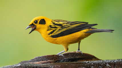 Fototapeta premium In equatorial forests, the Golden tanager is a species of bird in the family Thraupidae.