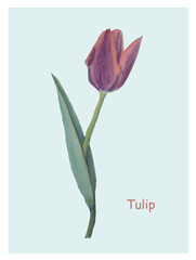 Tulip watercolor postcard for print, hand drawn paint purple flower green leaves on blue stook vector