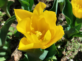 tulip is blooming. Closeup. Bright yellow petals. Springtime
