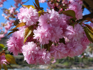 Japanese cherry is flowering - pink branch at spring. closeup