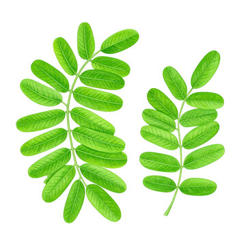 Detailed Watercolor Illustration of Isolated Acacia Leaves (Chaom) on White Background for Nature and Botanical Art Use