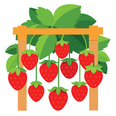 A lush hanging strawberry plant bursting with vibrant, ripe red strawberries..eps