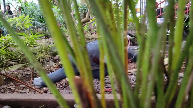 Victoria mabruk bird in the ground	