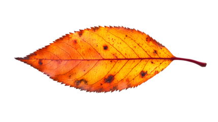 Vivid Wide-Angle Rowan Sorbus Aucuparia Leaf Isolated Photo for Professional-themed Projects