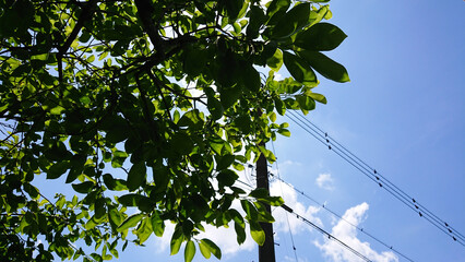 青空と柿の葉っぱの緑