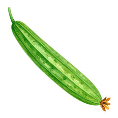 Detailed Watercolor Illustration of a Luffa Gourd Isolated on a White Background for Artistic and Educational Purposes
