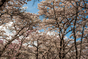 Cherry tree in full blossom under blue sky