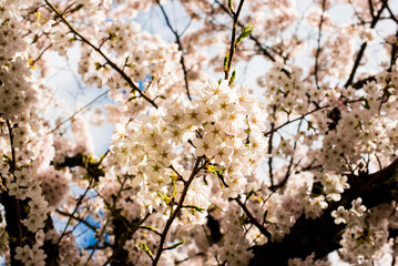 Cherry tree in full blossom under blue sky
