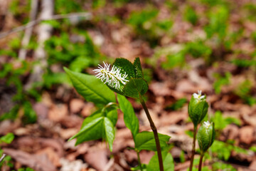 Unfurling Bloom of Single-Leaf Plantain (Chloranthus japonicus)