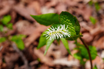 Unfurling Bloom of Single-Leaf Plantain (Chloranthus japonicus)