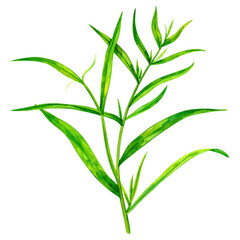 Fototapeta premium Watercolor Illustration of Isolated Tarragon Herb on White Background for Culinary and Botanical Use in Various Design Projects