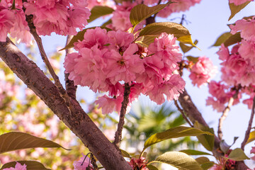 pink sakura flowers