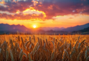 a vibrant sunset illuminates a golden wheat field with distant mountains silhouetted against the colorful sky.