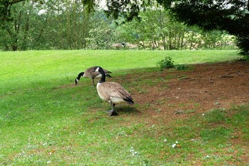 a goose standing in the grass near a tree © danang