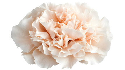 Elegant White Carnation Flower Isolated on White Background for Floral Designs