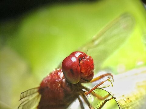 red dragonfly on green leaf