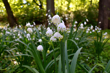 Naklejka premium white spring flowers