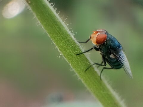 fly on leaf