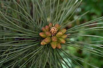 close up of a pine cone
