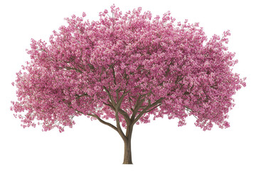 Obraz premium Beautiful Yoshino cherry tree flowers blooming in spring isolated in transparent png on white background