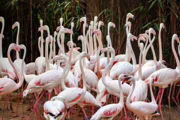 Greater flamingo