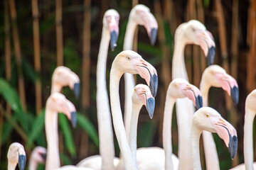 Greater flamingo