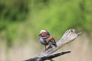 Mandarin duck on the tree