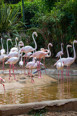 Greater flamingo