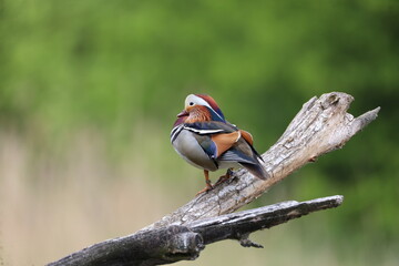 Mandarin duck 